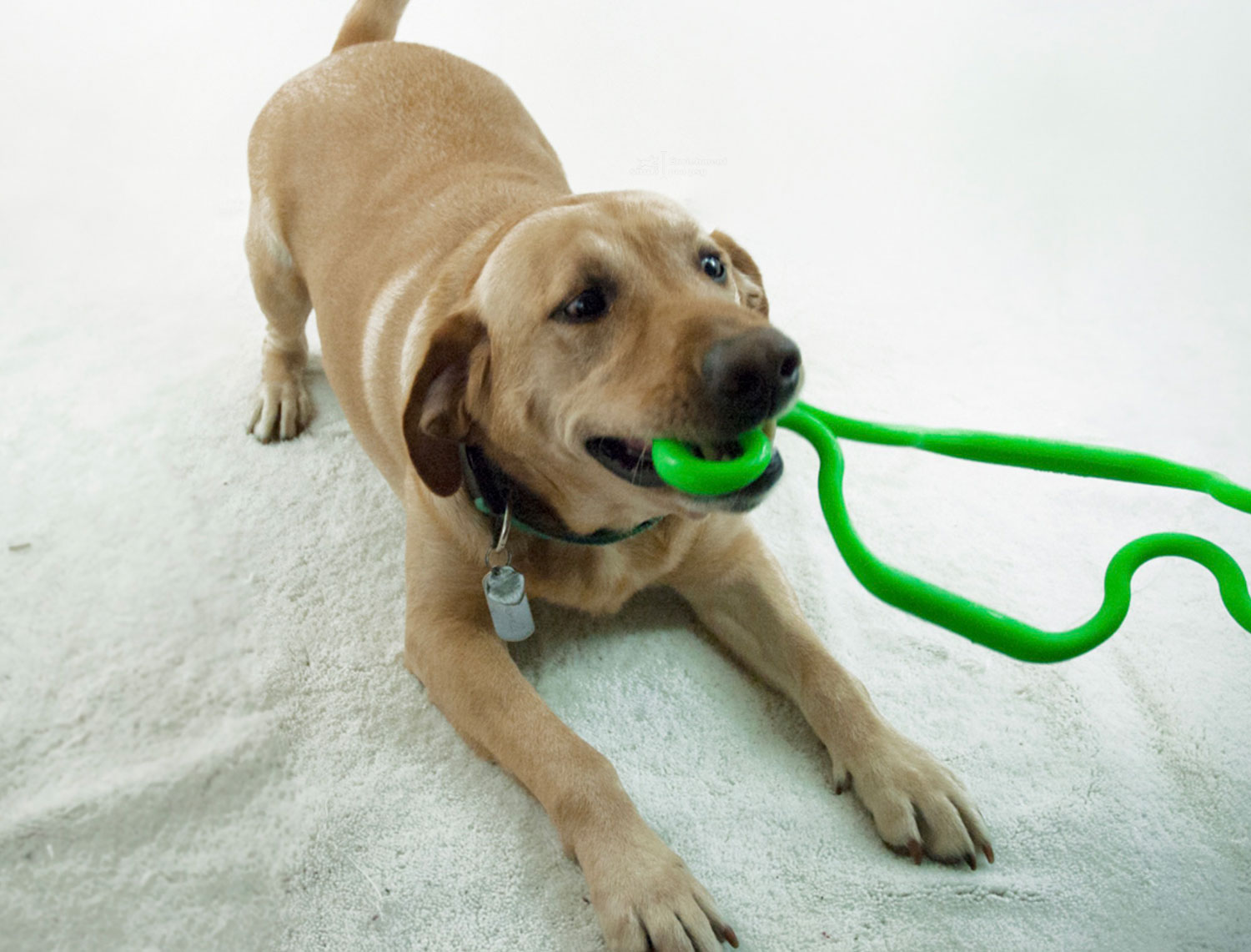 Ruff-dawg-Super-Tug-dog1